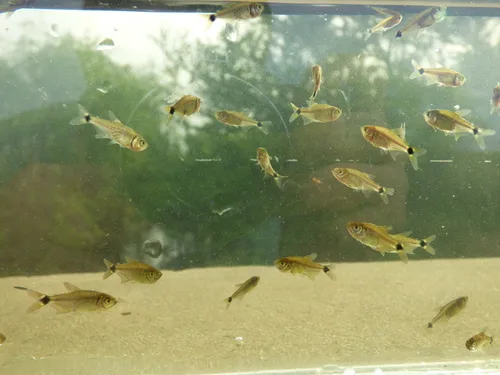 Odontostilbe paraguayensis