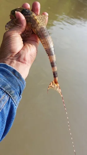 Spatuloricaria terracanticum