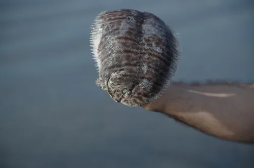 spottedfin sole (Trinectes fonsecensis)