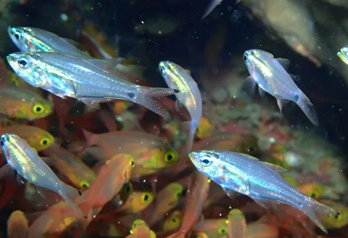 New-moon cardinalfish (Rhabdamia novaluna)