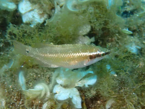 Ocellated wrasse (Symphodus ocellatus)