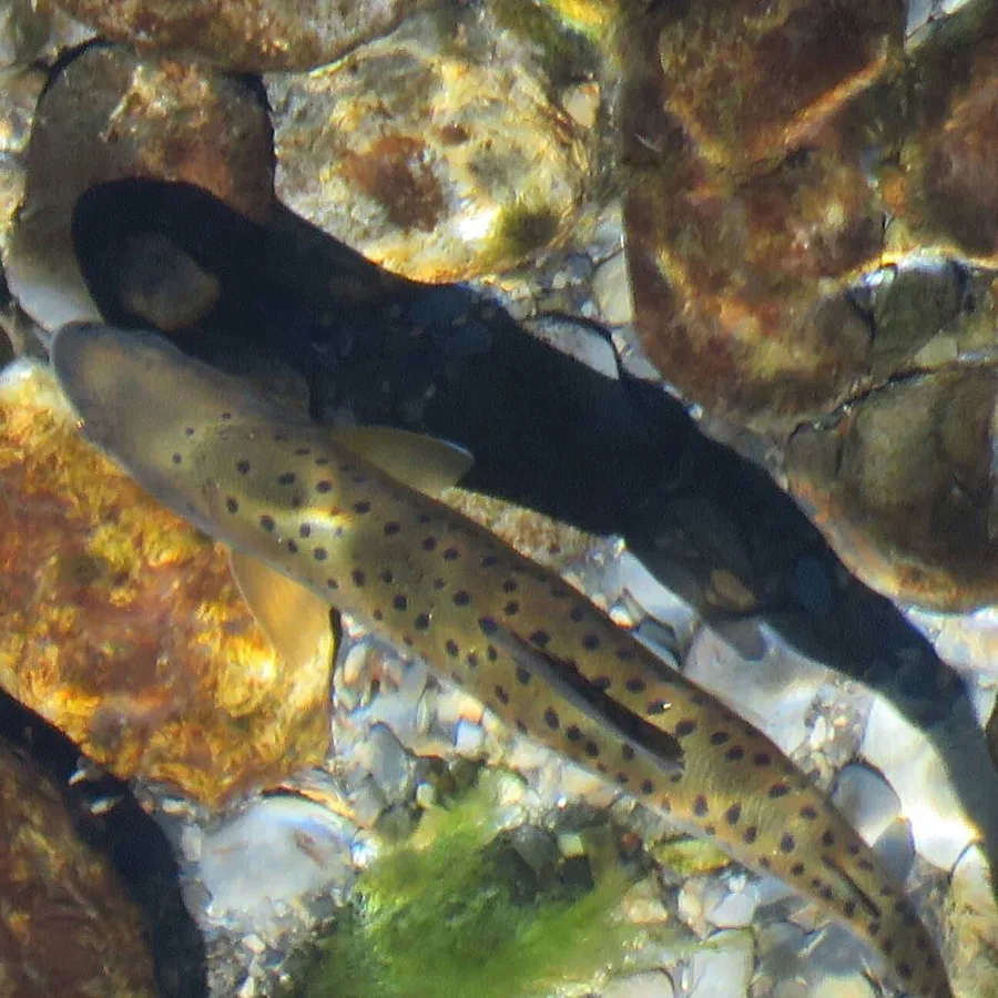 Cherry salmon (Oncorhynchus formosanus)