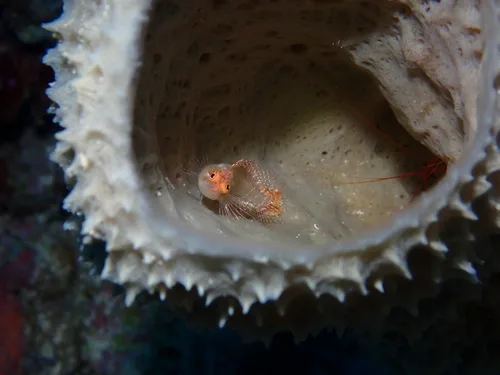 Ringed blenny (Starksia hassi)