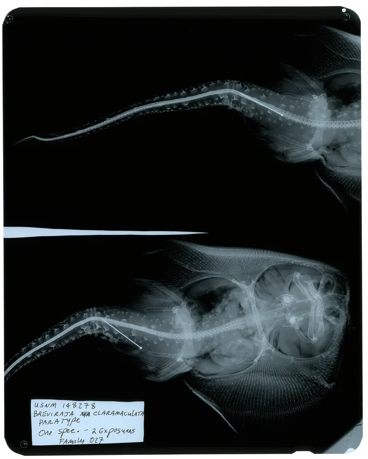 Brightspot skate (Breviraja claramaculata)