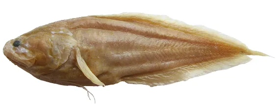 Beate's coralbrotula (Diancistrus beateae)