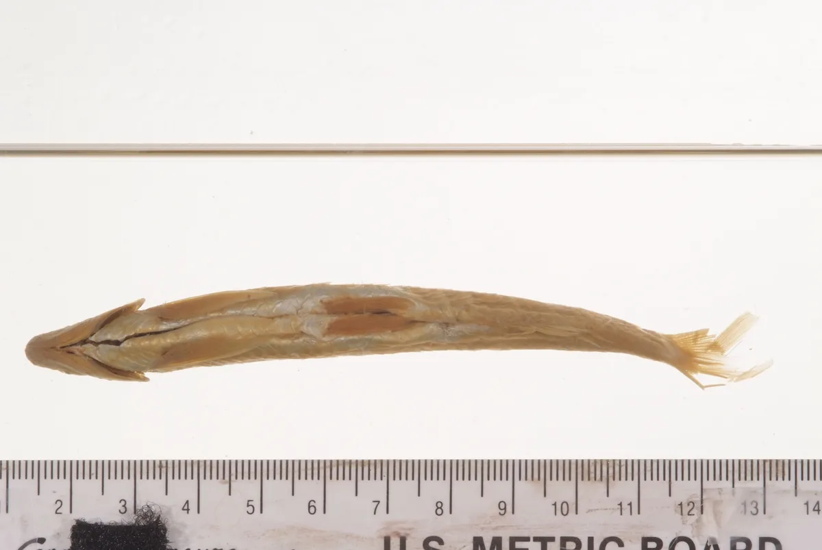 Toxabramis argentifer