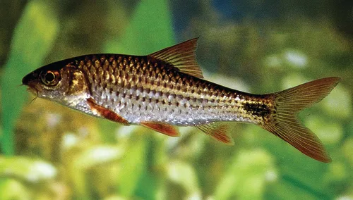 Martenstyn's barb (Systomus martenstyni)