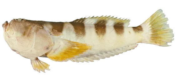 Ichthyscopus fasciatus 的物种图片