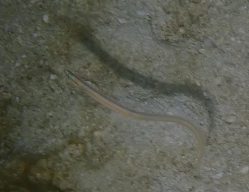 yellowstripe wormfish (Gunnellichthys viridescens)