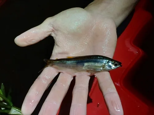 Piabucus dentatus