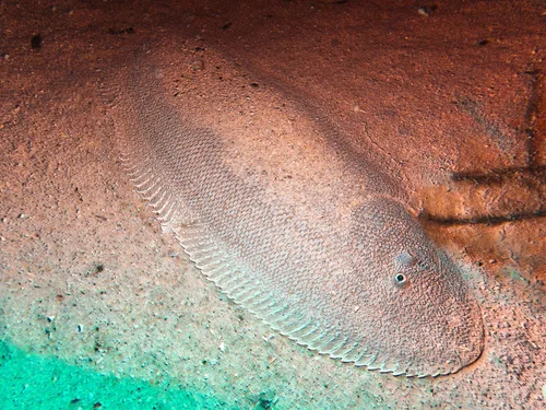 Doublelined tonguesole (Paraplagusia bilineata)
