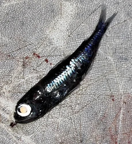 Wisner's lantern fish (Dasyscopelus selenops)