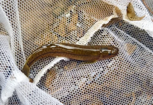 Oreonectes qinae