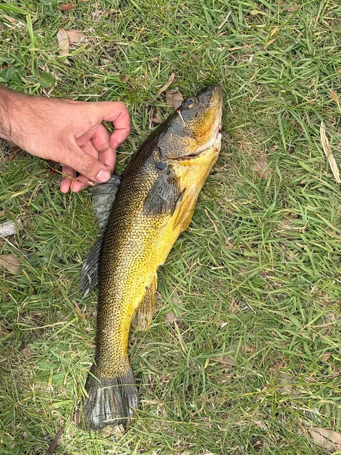 Creole perch (Percichthys trucha)