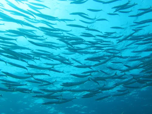 sennet (Sphyraena borealis)