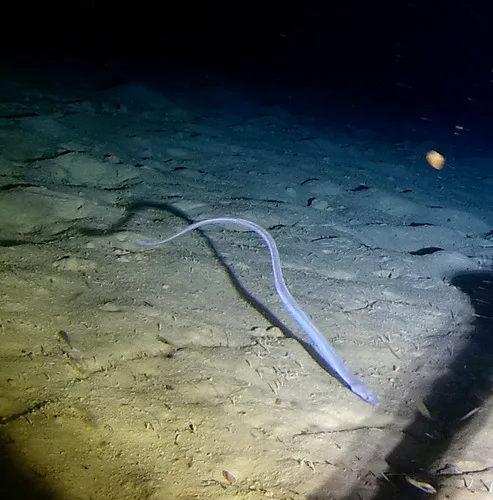 Deepwater big-eyed worm eel (Scolecenchelys castlei)