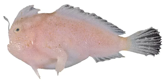 Narrowbody Handfish (Pezichthys compressus)