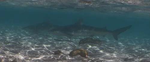 Carcharhinus cautus 的物种图片