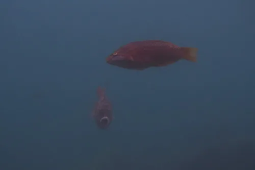 Red naped wrasse (Pseudolabrus eoethinus)