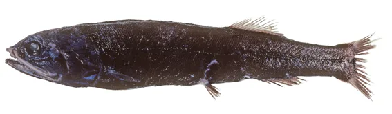 Holtbyrnia laticauda 的物种图片