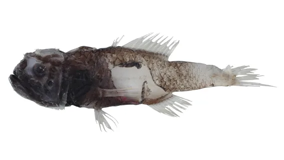 soft melamphid (Scopelogadus mizolepis)