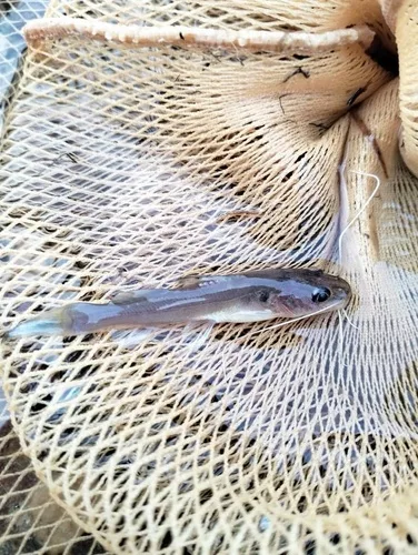 Hemibagrus gracilis 的物种图片