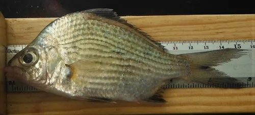 streaked mojarra (Eugerres lineatus)