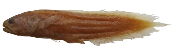 Johnson's coralbrotula (Diancistrus jeffjohnsoni)