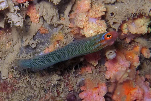 Chainmail dottyback (Chlidichthys clibanarius)