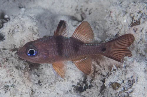 Rufus cardinalfish (Pristicon rufus)