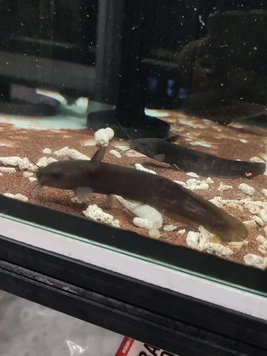 New Guinea tandan (Neosilurus novaeguineae)