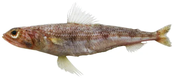 Large-eye lizardfish (Synodus oculeus)
