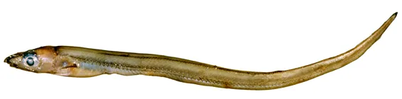Diploconger polystigmatus 的物种图片