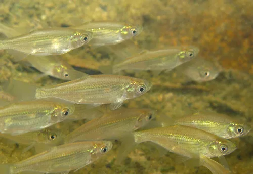 Lined Lesser-Bream (Metzia lineata)