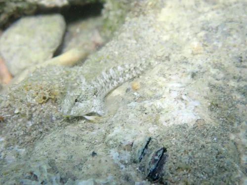 Cyclops Blenny (Parablennius cyclops)
