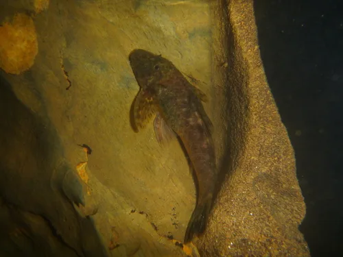 Isbrueckerichthys alipionis