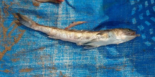 Indian lizardfish (Synodus indicus)