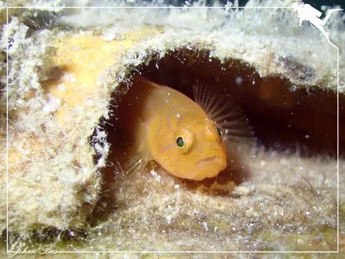Ornate slippery goby (Lubricogobius ornatus)
