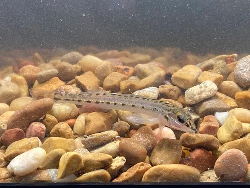 Eastern sand darter (Ammocrypta pellucida)