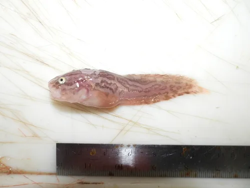 Liparis bathyarcticus 的物种图片
