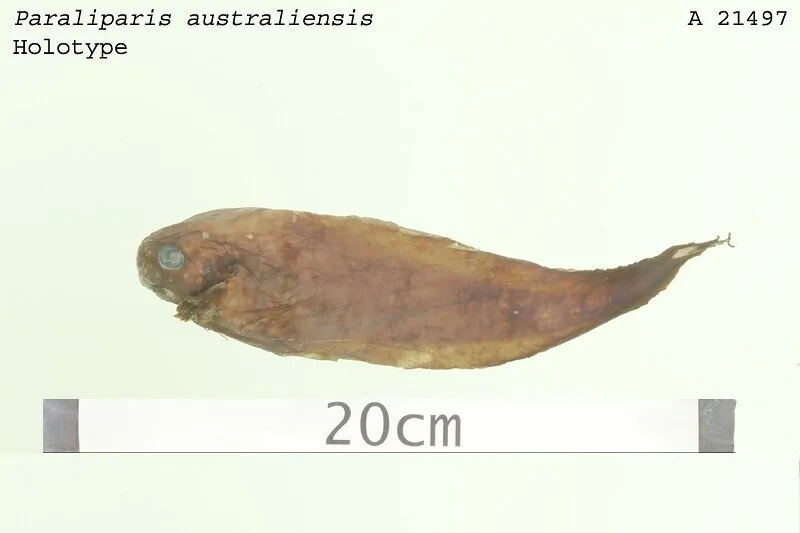 Australian snailfish (Paraliparis australiensis)