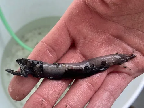 highfin dragonfish (Bathophilus flemingi)
