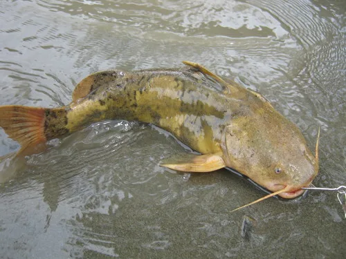 Caramel Bumblebee Catfish (Pseudopimelodus magnus)