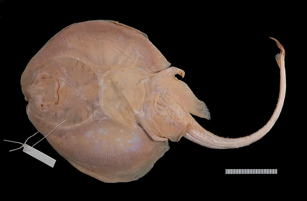 Lightnose skate (Breviraja colesi)