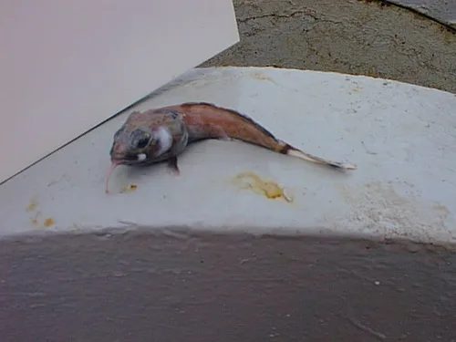 Dolloidraco longedorsalis
