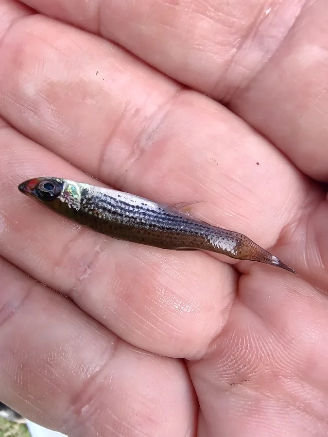 Bayou topminnow (Fundulus nottii)