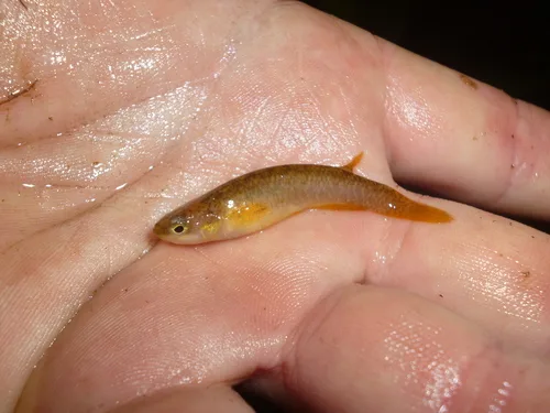 Atlantic Coastal Rivulus (Atlantirivulus santensis)