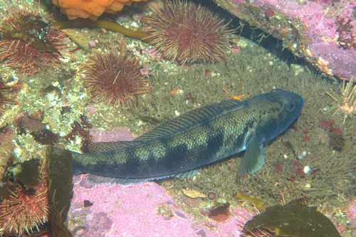 Wilton's Patagonian Rockcod (Patagonotothen wiltoni)