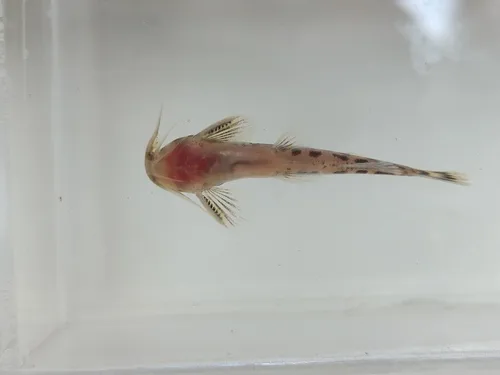 Spotted sand catlet (Zaireichthys rotundiceps)
