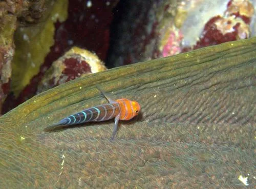 Widebanded cleaning goby (Tigrigobius limbaughi)